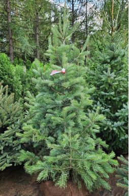 Пихта одноцветная