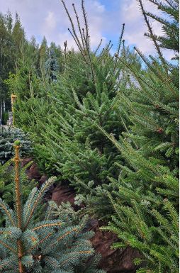 Пихта сибирская