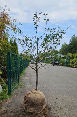 Вишня Молодёжная