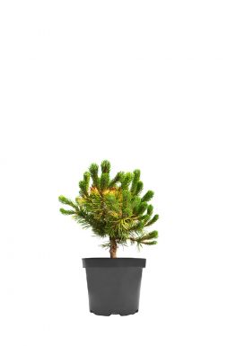 Сосна горная Винтер Голд (Winter gold)