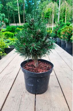 Сосна горная Шервуд Компакт (Sherwood Compact)