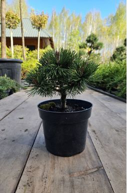 Сосна горная Альмхут (Almhutte)