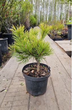 Сосна горная Винтер Голд (Winter gold)