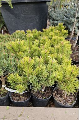 Сосна горная Винтер Голд (Winter gold)