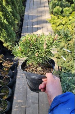 Сосна горная Гном Фидлинг (Gnom Findling)