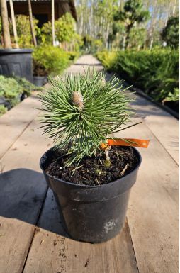 Сосна черная Нана (Nana)