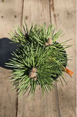 Сосна черная Нана (Nana)