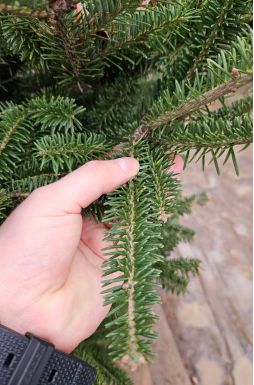 Пихта Фразера (Fraseri)