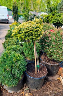 Ель сербская Певе Тиджин на штамбе (Peve Tijn Pa)