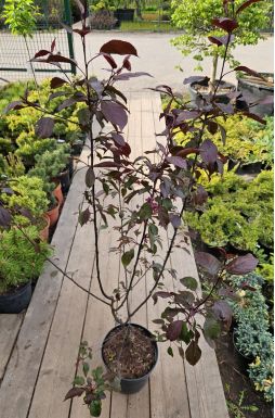 Яблоня Лемойнэй (Lemoinei)