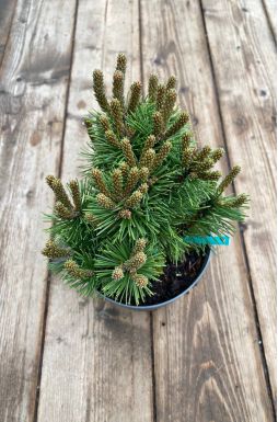 Сосна горная Тенни (Teeny)