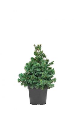Пихта субальпийская Грин Глоб (Green Globe)