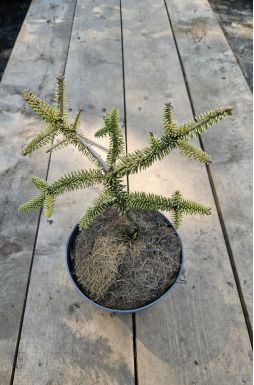 Пихта испанская Аурея (Aurea)