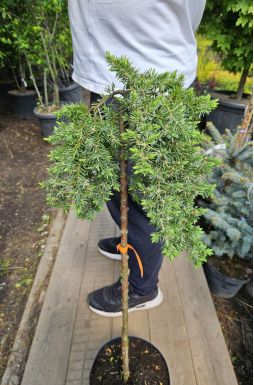 Можжевельник прибрежный Эмеральд Сиа на штамбе (Emerald sea Pa)