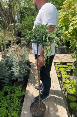 Можжевельник чешуйчатый Блю Спайдер на штамбе (Blue spider Pa)