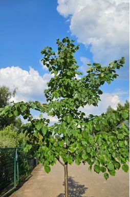 Липа мелколистная Гринспаер (Greenspire)