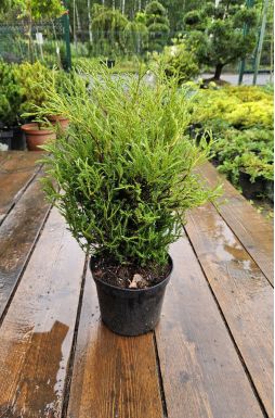 Туя западная Мистер Боулинг Болл (Mr bowling ball)