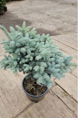 Ель колючая Глаука Глобоза на штамбе (Glauca globosa Pa)