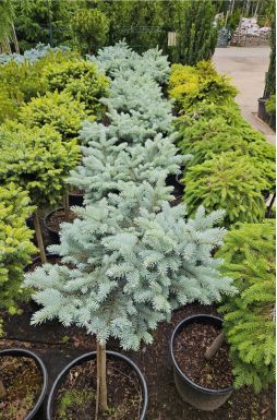 Ель колючая Глаука Глобоза на штамбе (Glauca globosa Pa)