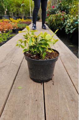 Бересклет форчуна Канадейл Голд (Canadale gold)