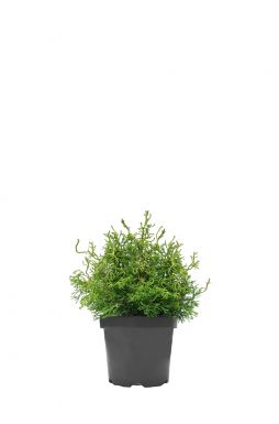 Кипарисовик тупой Татсуми Голд (Tsatsumi Gold)