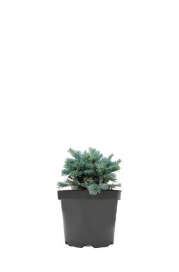 Пихта горная Компакта (Compacta)