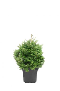 Пихта корейская Молли (Molli)