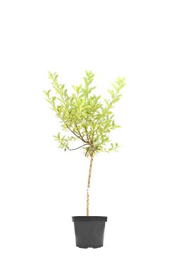 Ива тонкостолбиковая Меланостахис (Melanostachys)