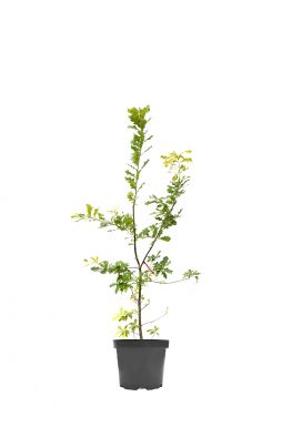 Дуб черешчатый