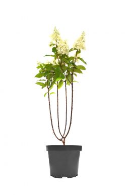 Гортензия метельчатая Пинк Даймонд (Pink Diamond)