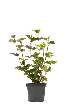 Пузыреплодник калинолистный Диабло (Diabolo)