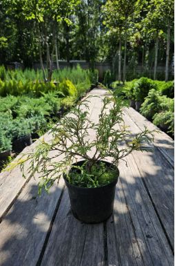 Кипарисовик горохоплодный Филифера Ауреоварьегата (Filifera Aureovariegata)