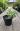 Пахизандра верхушечная Вариегата (Variegata)