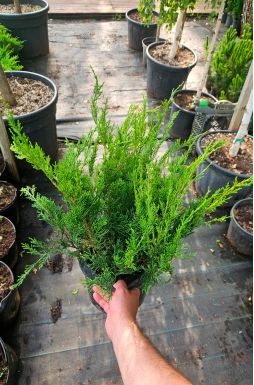 Можжевельник средний Минт Джулеп (Mint Julep)