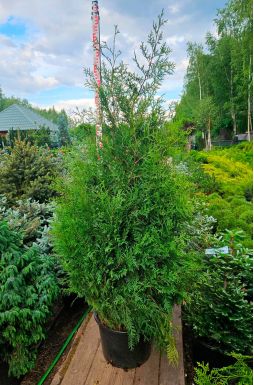 Туя западная Брабант (Brabant)