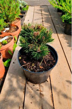 Сосна Гельдрейха Шмидта (Schmidtii)