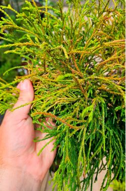 Кипарисовик горохоплодный Санголд на штамбе (Sungold Pa)