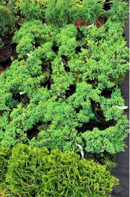 Можжевельник лежачий Нана (Nana)