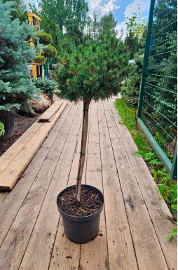 Сосна горная Мопс на штамбе (Mops Pa)