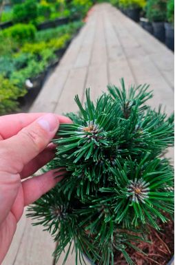 Сосна горная Шервуд Компакт (Sherwood Compact)