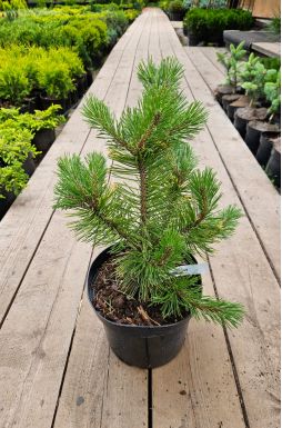 Сосна горная Винтер Голд (Winter gold)