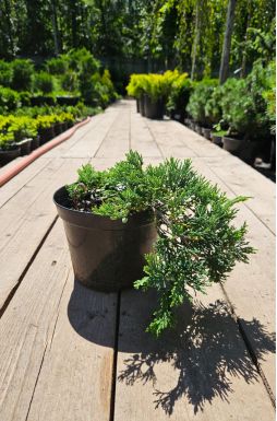 Можжевельник горизонтальный Вилтони (Wiltonii)