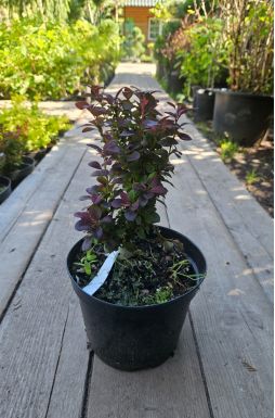 Барбарис тунберга Конкорд (Concorde)