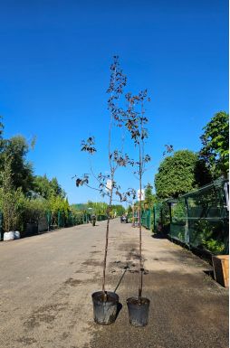 Яблоня Роялти (Royalty)