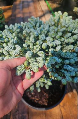 Пихта корейская Кохоутс айс Брейкер на штамбе (Kohouts icebreaker Pa)