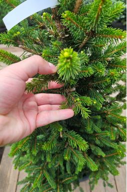 Пихта корейская Сильберлок (Silberlocke)