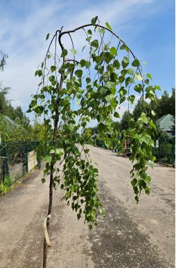 Береза Юнги (Youngii)