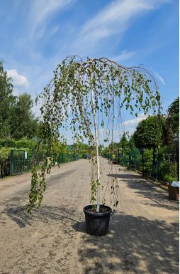 Береза Юнги (Youngii)