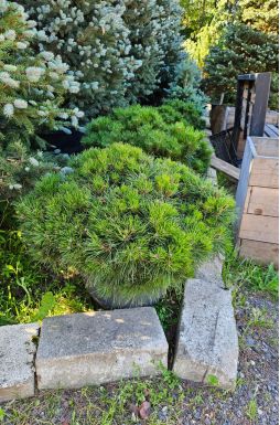 Сосна черная Бамбино (Bambino)