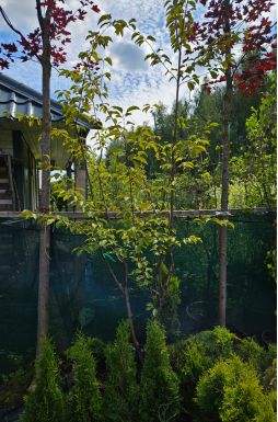 Черемуха Маака (Maackii)